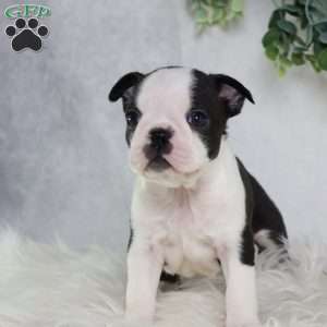 Bella, Boston Terrier Puppy